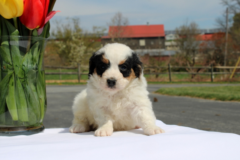 puppy, for, sale, Mini Bernedoodle F2, Matthew B. Stoltzfus, dog, breeder, Gap, PA, dog-breeder, puppy-for-sale, forsale, nearby, find, puppyfind, locator, puppylocator, aca